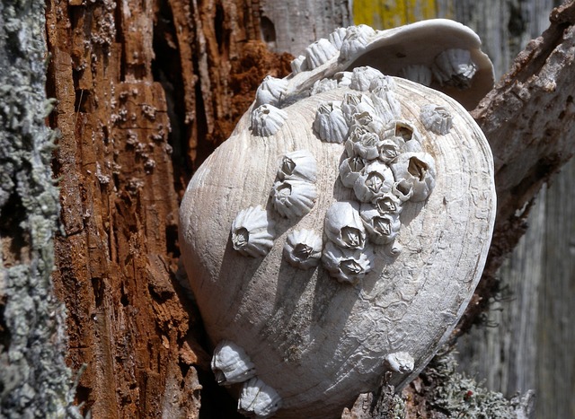 Barnacle, a major biofouling organism growing on oyster shell.