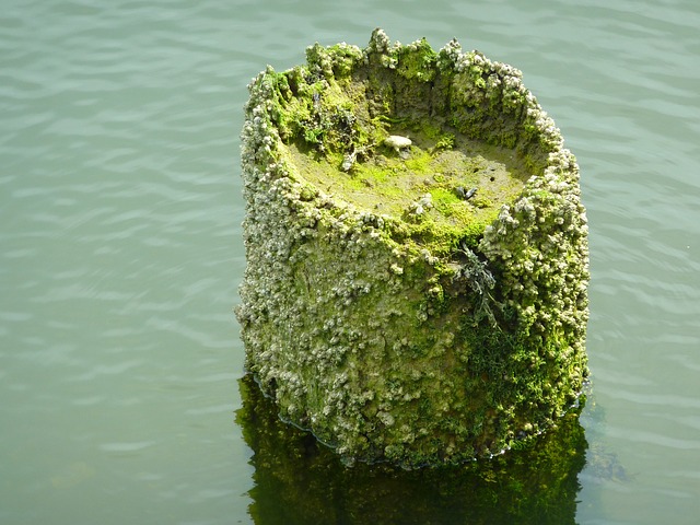 Biofouling growth on pier in marine environment.