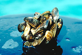 Zebra mussel, one of the major aquatic invasive species transferred through ballast water